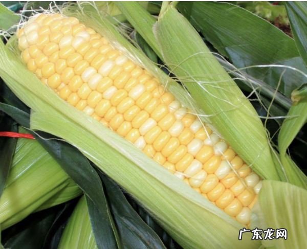 大量玉米怎么储存方法,大量新鲜玉米如何长期保存