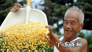 大量玉米怎么储存方法,大量新鲜玉米如何长期保存