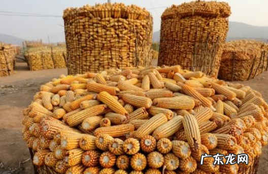 大量玉米怎么储存方法,大量新鲜玉米如何长期保存