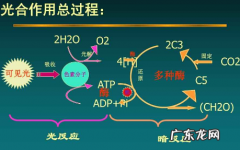 光合作用的光饱和点是什么,高中生物光合作用知识点总结