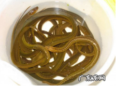 黄鳝粘液怎么洗,鳝鱼怎么洗干净