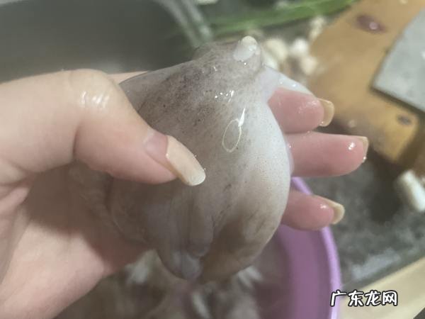 章鱼吸盘可以吃,看到章鱼的吸盘会恶心是什么病