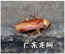 蟑螂多久会饿死,一只蟑螂从小长到大需要多久