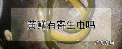 黄鳝有寄生虫,黄鳝有寄生虫煮熟了能吃