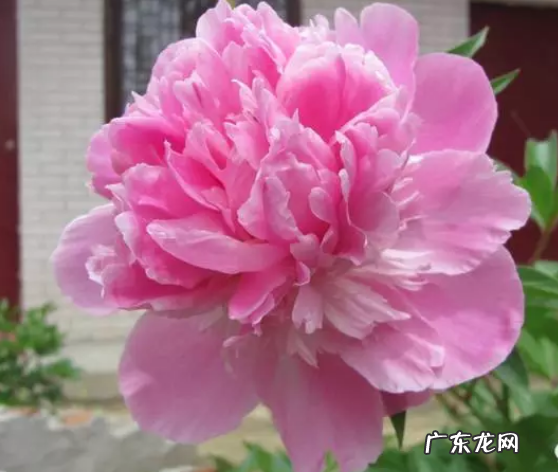芍药花的养殖方法和注意事项,芍药花养殖方法和注意事项有哪些