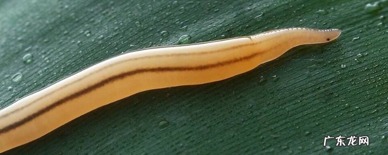 涡虫的特点 涡虫的介绍