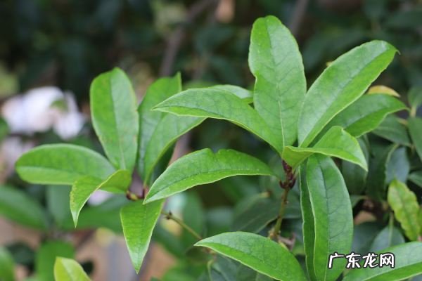 桂花几月份开花,桂花几月份开花季节