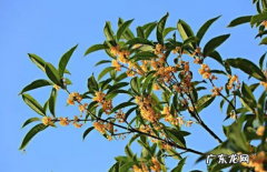 桂花几月份开花,桂花几月份开花季节