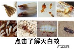 白蚁怎么消灭才干净,白蚁怎么消灭才干净