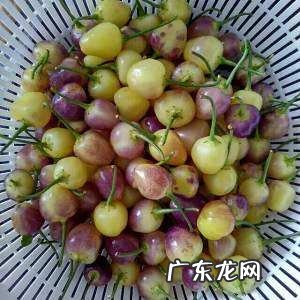泡五彩椒浮起来怎么办,泡的泡椒老浮上来怎么办