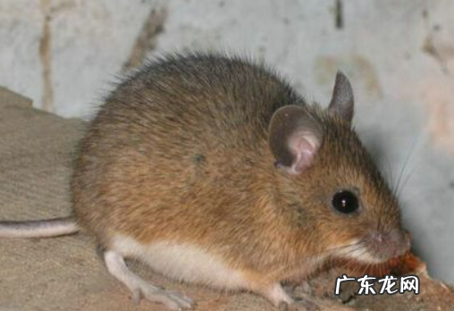 老鼠怕灯光,老鼠怕光晚上开灯还会有老鼠