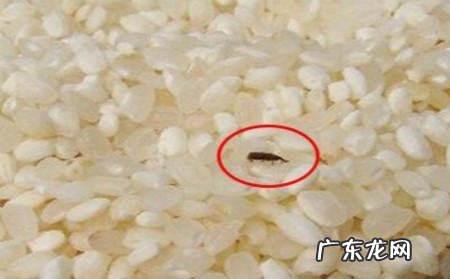 米生了黑色虫子怎么办,大米生小黑虫怎么办该怎么处理