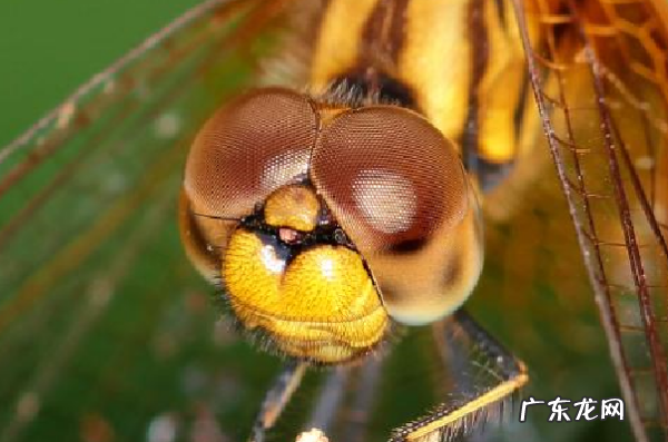 蜻蜓有触角的,蜻蜓有触角