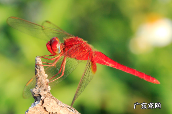 蜻蜓有触角的,蜻蜓有触角