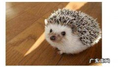 刺猬是兽类,刺猬是哺乳动物