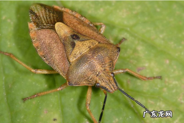 臭虫味道怎么消除,踩了臭虫怎么去味道柠檬
