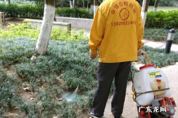 臭虫味道怎么消除,踩了臭虫怎么去味道柠檬