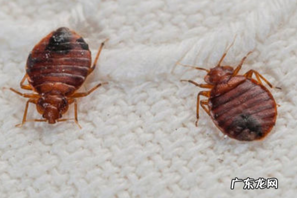 臭虫味道怎么消除,踩了臭虫怎么去味道柠檬