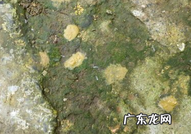 蜂蜜是怎么形成的,蜂蜜是怎么形成的