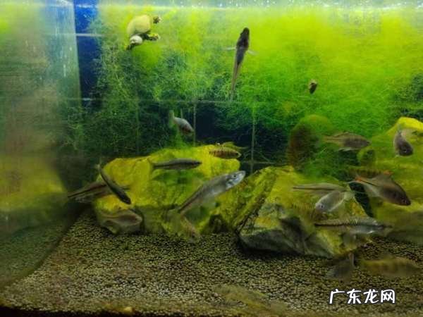 鱼缸起青苔的解决办法,鱼缸总是长绿苔怎么办