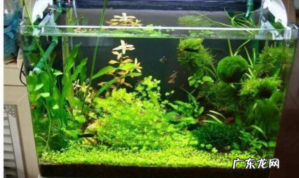 鱼缸起青苔的解决办法,鱼缸总是长绿苔怎么办