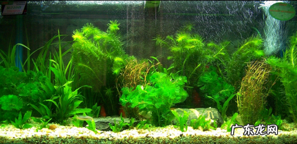 鱼缸起青苔的解决办法,鱼缸总是长绿苔怎么办