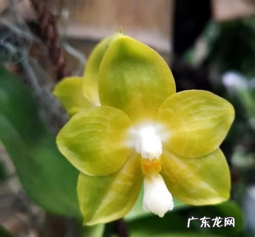 上海适合养什么花,上海四季常绿的小花草有哪些