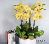 上海适合养什么花,上海四季常绿的小花草有哪些