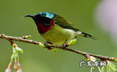 鸡用什么辨味,养鸡用白醋还是陈醋好