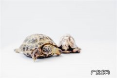 甲鱼死了多久不能吃,甲鱼死了多长时间还可以吃