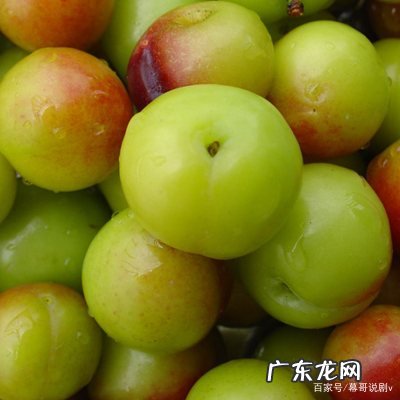 李子怎么保存能放时间长一点,买了很多李子的说说