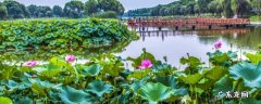 洪湖市景点是哪个大象 洪湖市景点