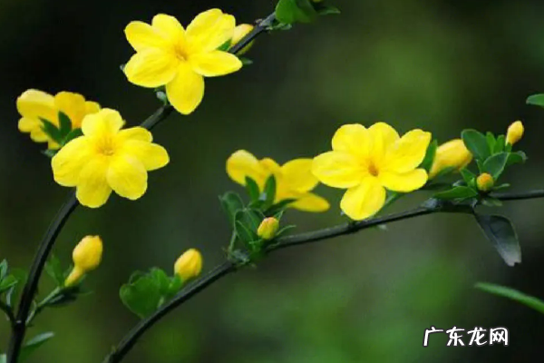 迎春花什么颜色,迎春花都有什么颜色