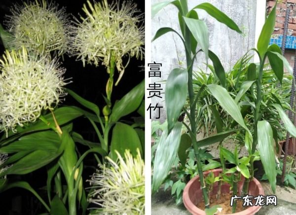 富贵竹在土里能成活,富贵竹可以土养怎么养