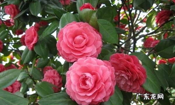 茶花的寓意是什么,茶花的花语是什么