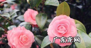 茶花的寓意是什么,茶花的花语是什么