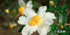 茶花的寓意是什么,茶花的花语是什么