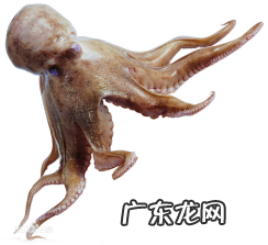八爪鱼的哪些部位不能吃,吃章鱼要去皮