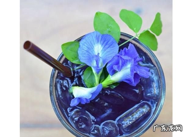碟豆花是什么味道,蝶豆花茶如何选天然的