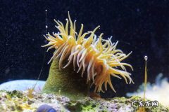 海葵怎么吃 吃海葵的方法,海葵怎么吃
