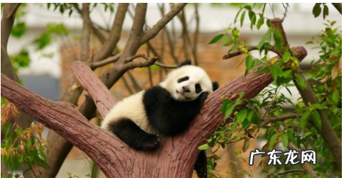 熊猫是谁的坐骑叫什么,熊猫是谁的坐骑