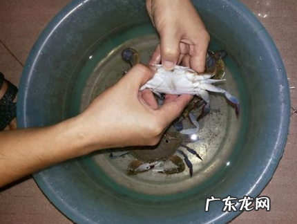螃蟹白色的膏体能吃,公大闸蟹白色胶状物可以吃