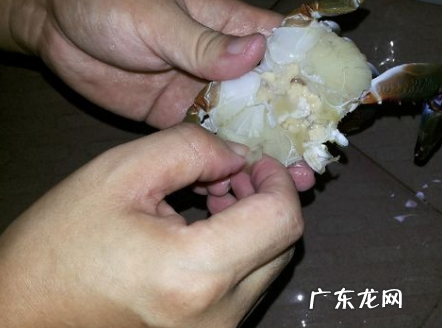 螃蟹白色的膏体能吃,公大闸蟹白色胶状物可以吃