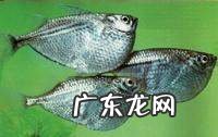 石斧鱼饲养方法,小型热带鱼什么鱼最好养