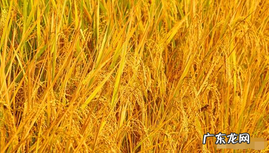 苏湖熟天下足苏湖指的是,苏湖熟天下足苏湖指的是什么地方