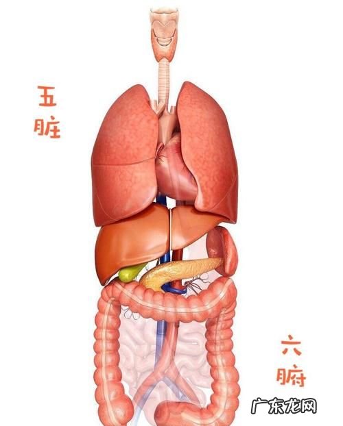 五脏六腑对应的五官是什么,五脏六腑七窍指的是什么