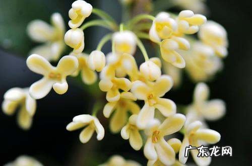 刚摘的桂花可以直接泡水,自己摘的桂花可以泡茶