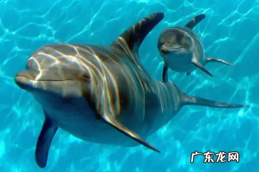 海豚是保护动物,水豚是几级保护动物