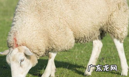 羊有几条腿肚,一百只羊有几条腿