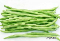 四季豆没煮熟可以吃,四季豆不熟吃了会怎样